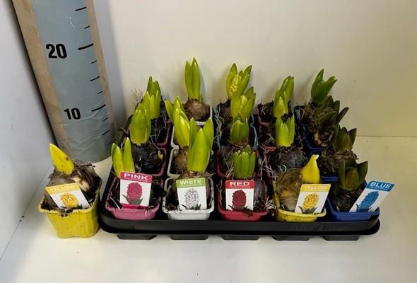 Hyacinthus mixed 7Ø 15cm 1pp