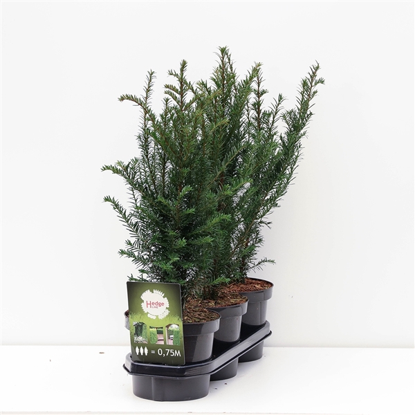 <h4>Hedgeline Taxus baccata C3</h4>