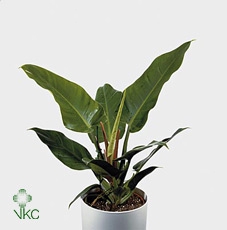 Philodendron Imperial Green P19