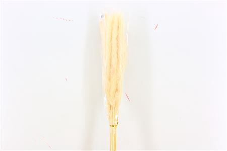 <h4>Dried Fluffy Pampas Bleached Bunch Slv</h4>