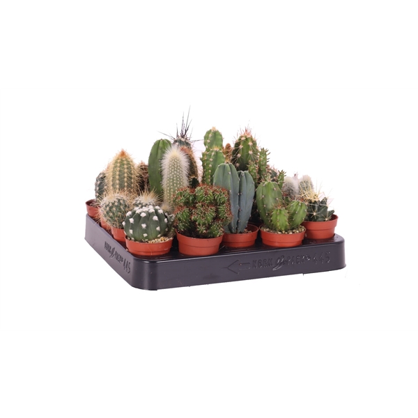 <h4>Cactus mix 5,5 cm</h4>