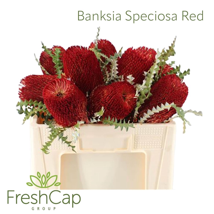 <h4>Banksia Speciosa Red</h4>