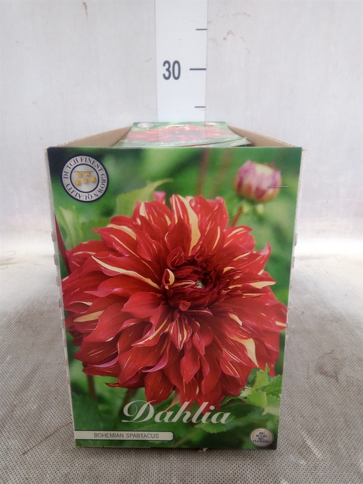 <h4>Dahlia   ...flowerbulbs</h4>