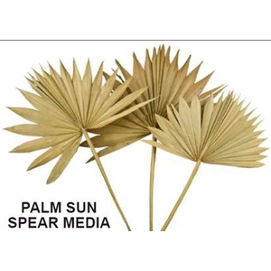 Dr. Palm Sun Spear Natural 30-50cm