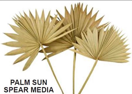 <h4>Dr. Palm Sun Spear Natural 30-50cm</h4>