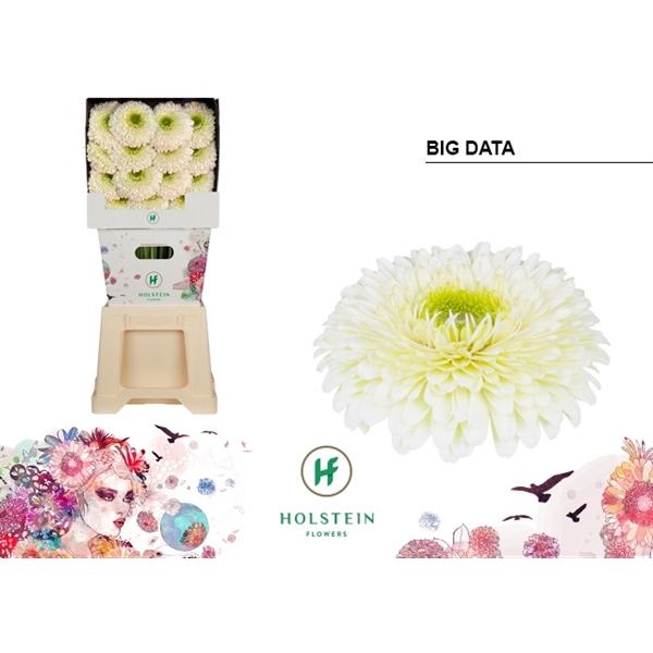 <h4>Ge Gb Gerp Big Data - Holstein</h4>