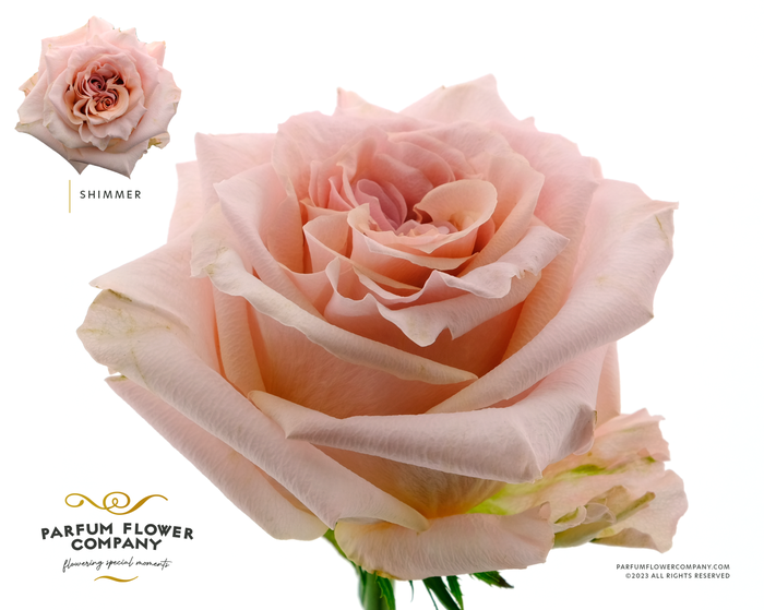 <h4>Rosa Premium Shimmer</h4>