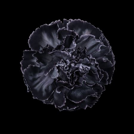 <h4>Dianthus St Black</h4>