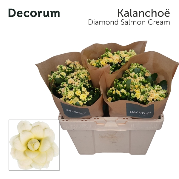 <h4>Kal Diamond Salmon Cream Decorum</h4>