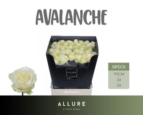 <h4>Rosa la avalanche+ Allure</h4>