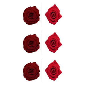 Roses éternelles Deep Red - Frank Red