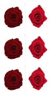 Roses éternelles Deep Red - Frank Red