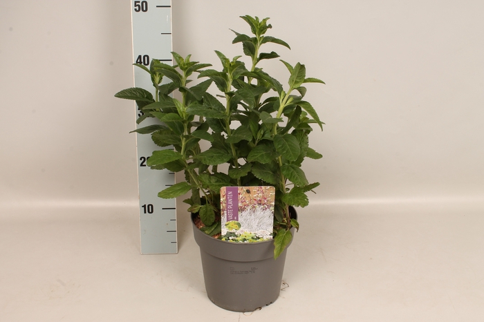 <h4>vaste planten 19 cm  Veronica Purplegum Candles</h4>