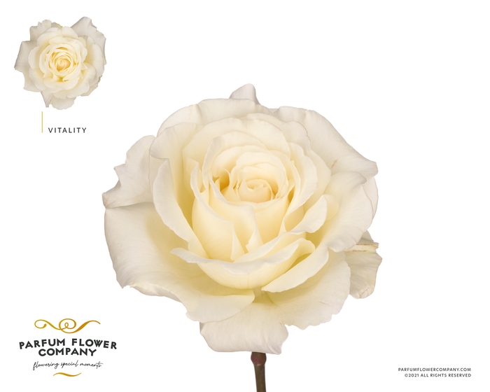 <h4>Rosa Parfum Vitality</h4>