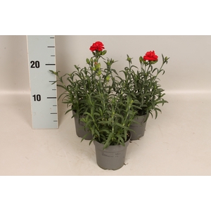 Dianthus caryophyllus Moutain Red