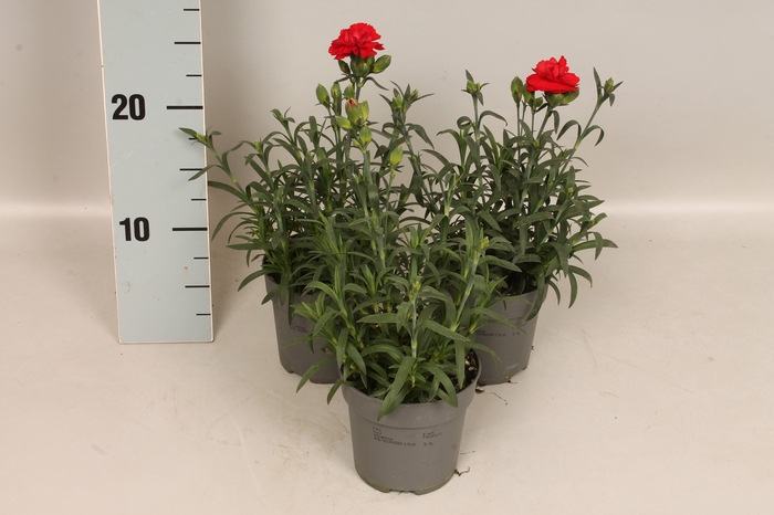 <h4>Dianthus caryophyllus Moutain Red</h4>