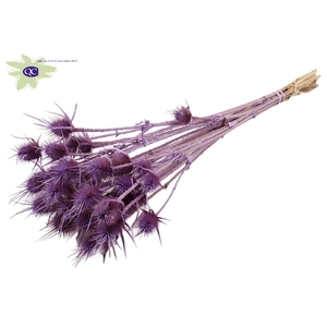 Cardi distel natural 10pc/bunch 55cm frosted milka