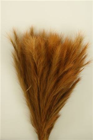 <h4>DRY FOXTAIL NATURAL PBS</h4>