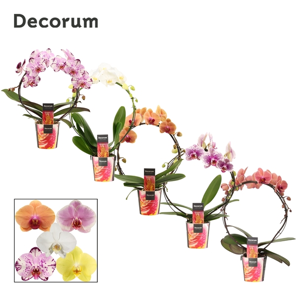 <h4>Phalaenopsis boog mix (Decorum)</h4>