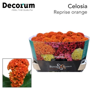 Celosia reprise orange