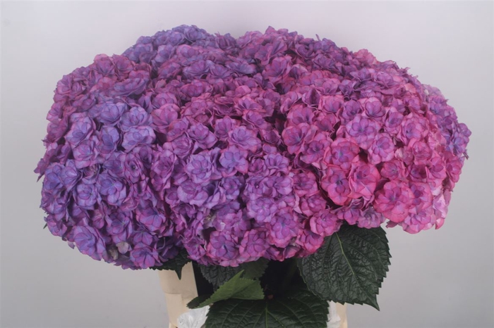 <h4>Hydr M Royal Anastacia Purple</h4>