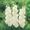 Gladioli White