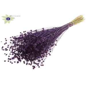 Lino vlas per bunch purple