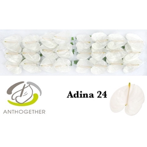 ANTH A ADINA 24 smart pack