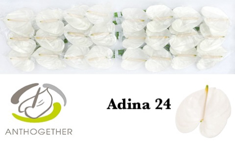 <h4>ANTH A ADINA 24 smart pack</h4>
