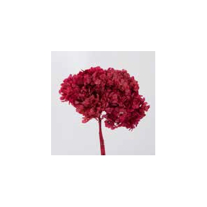 Hydrangea / Hortensia Pink HRT/0400