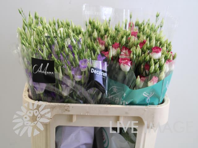 <h4>Lisianthus do mix in bucket</h4>