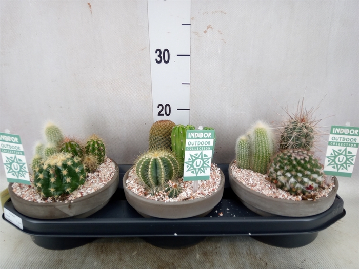 <h4>Arr.  Cactus L%</h4>
