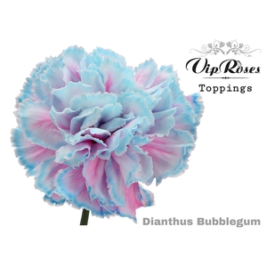 Dianthus st paint bubblegum