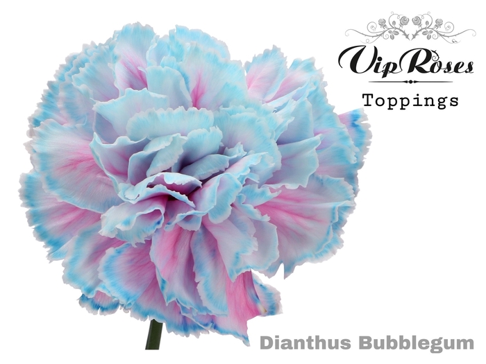 <h4>Dianthus st paint bubblegum</h4>