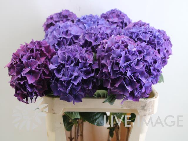 <h4>Hydrangea rodeo purple</h4>
