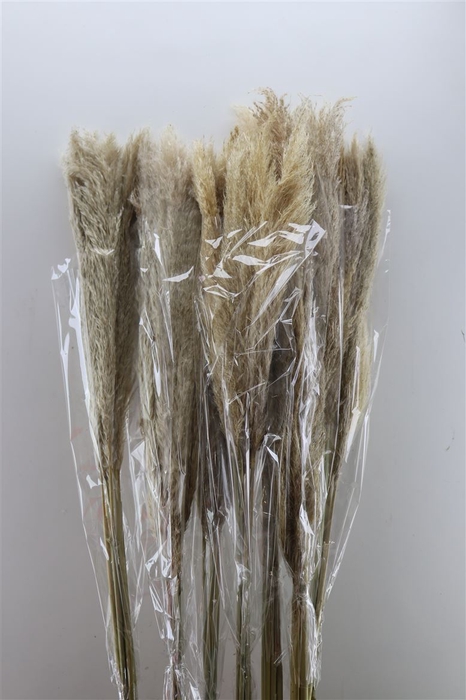 <h4>Dried Cortaderia Naturel 110cm 5pcs Bunch</h4>