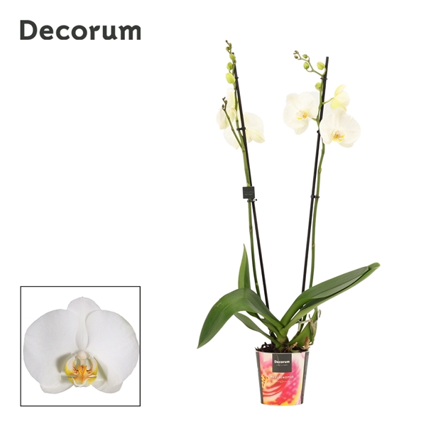Phalaenopsis 2 tak wit (Decorum)