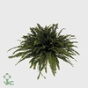 Nephrolepis exal. Green Lady