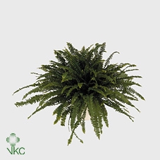 Nephrolepis exal. Green Lady