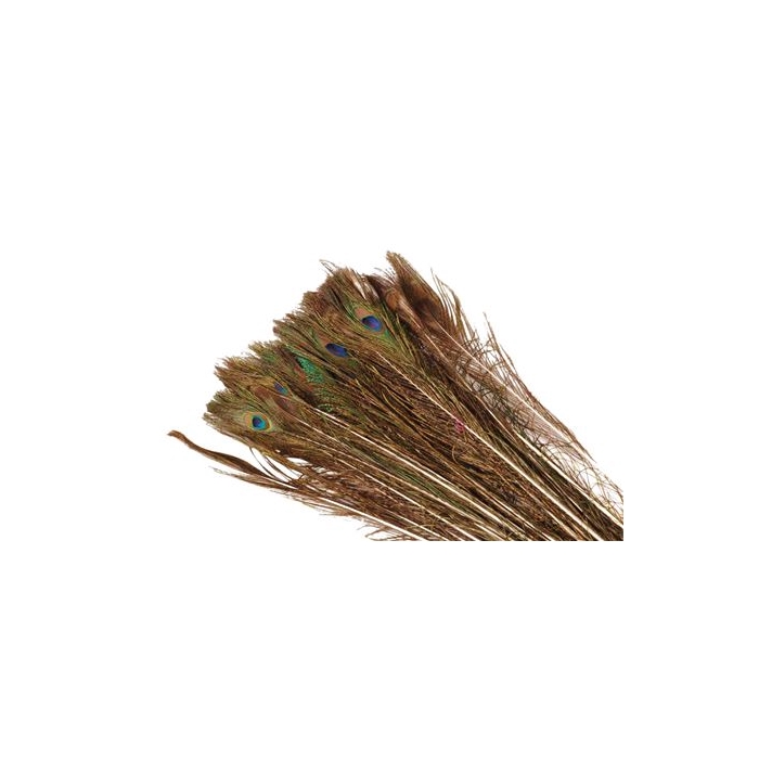 <h4>Feather Peacock L105</h4>