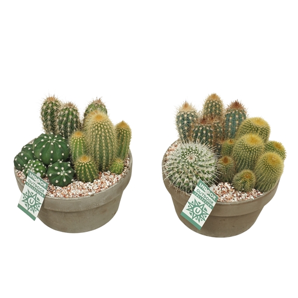 <h4>Cactus arrangement in 20 cm 'Grijze Schaal'</h4>