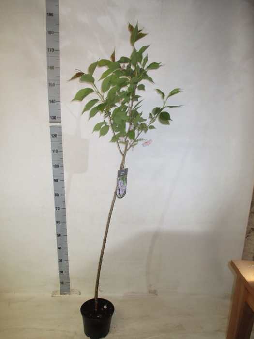 <h4>Prunus blad. serrulata Kanzan</h4>