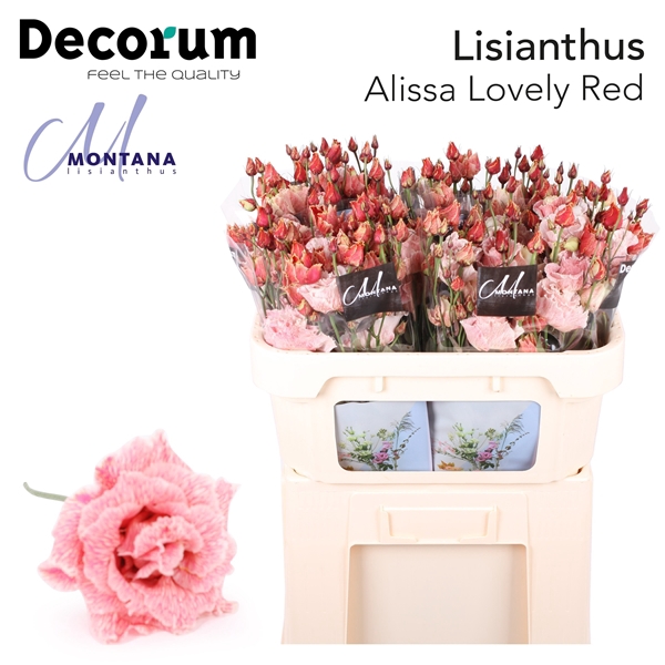 <h4>Lisianthus Alissa Lovely Red - Montana Lisianthus</h4>