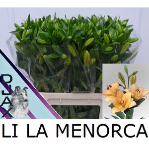 Li La Menorca  4 kop