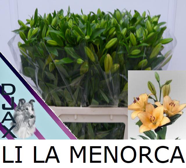 <h4>Li La Menorca  4 kop</h4>