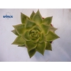Echeveria Ebony Green Cutflower Wincx-16cm
