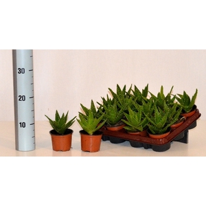 Aloe Perfoliata 9Ø 15cm