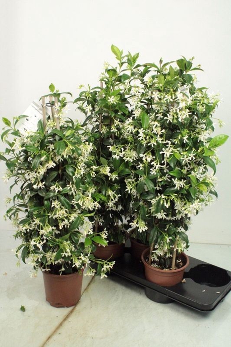<h4>Trachelospermum jasminoides</h4>