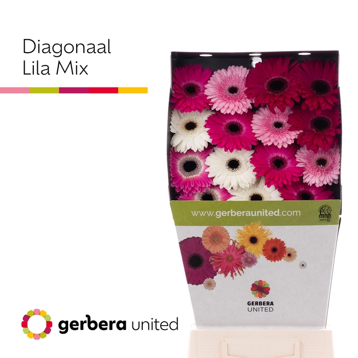 Gerbera Mix Lila Diamond