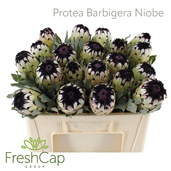 <h4>Protea Barbigera Niobe</h4>